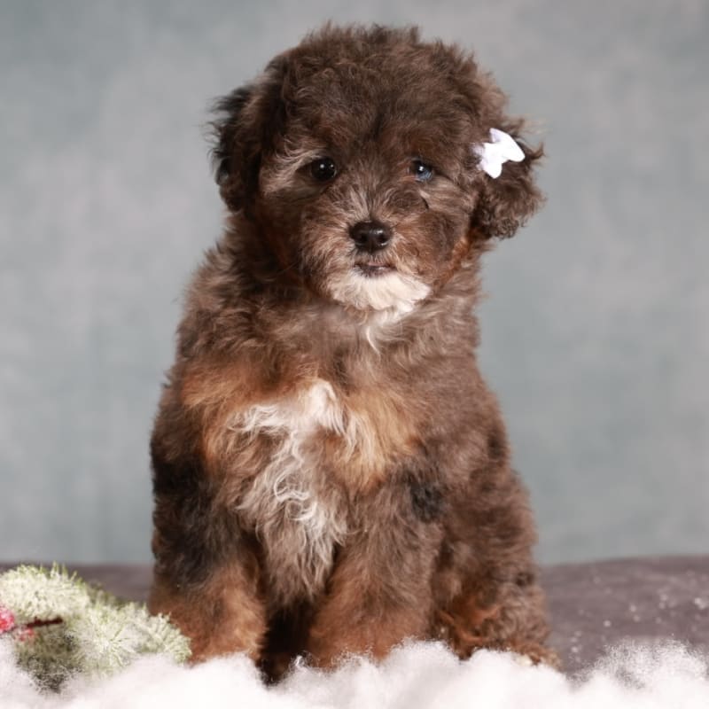 Puppy photo
