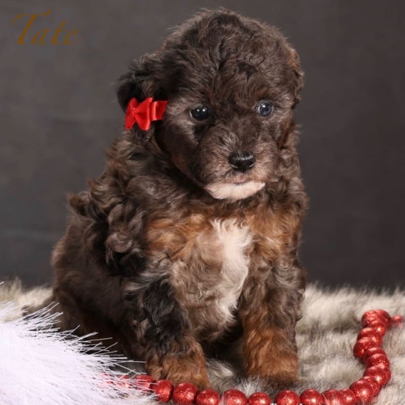 Puppy photo