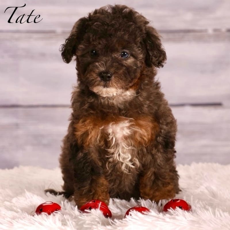 Puppy photo