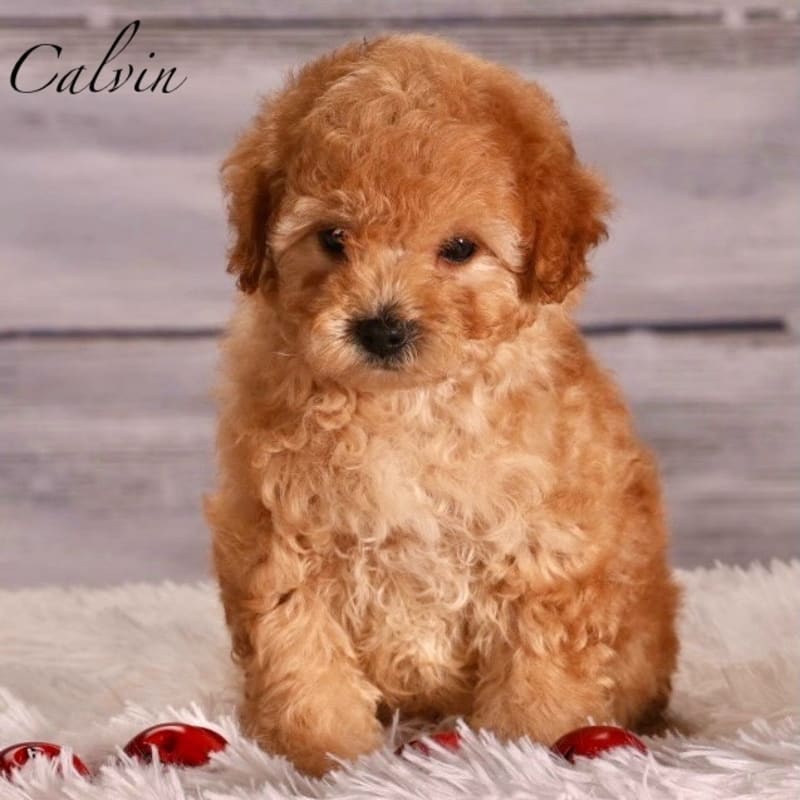 Puppy photo