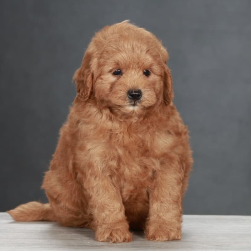 Puppy photo