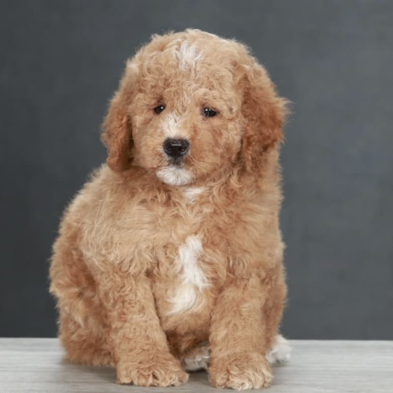 Puppy photo